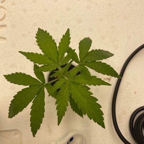 Lifter  growlog photo: Growing pretty good little yellow 