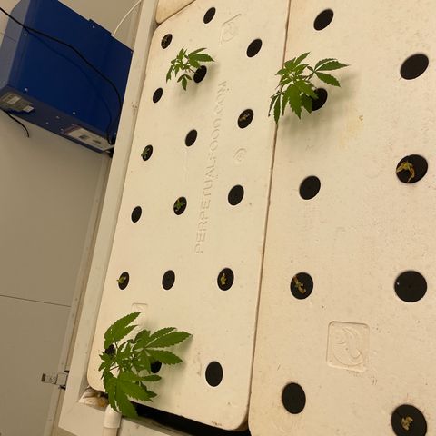 Lifter  growlog photo: Plants looking good 