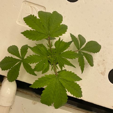 Lifter  growlog photo: Plants looking good 