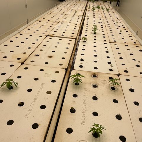 Lifter  growlog photo: Plants planted in room a