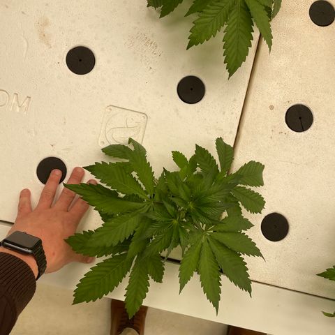Cbg  growlog timeline photo