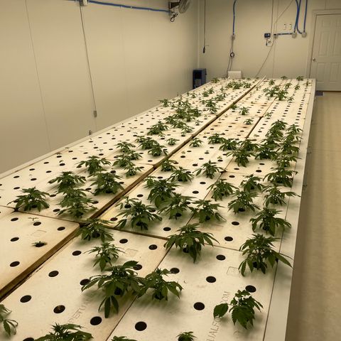Cbg  growlog timeline photo