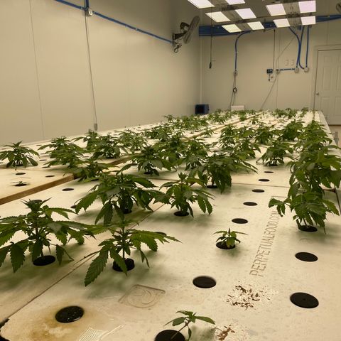 Cbg  growlog timeline photo