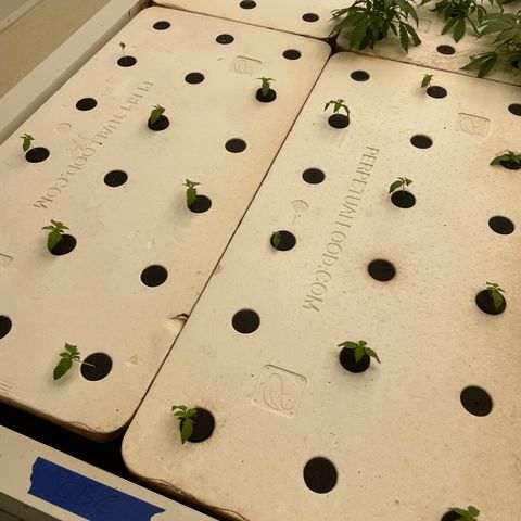 Cbg  growlog photo: Weird curling started  on some plants 