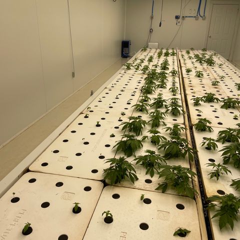 Cbg  growlog photo: Weird curling started  on some plants 