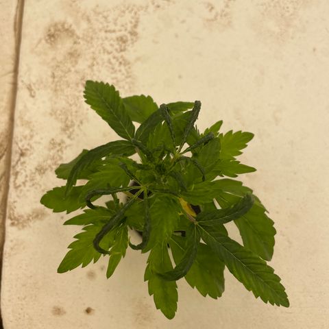 Cbg  growlog photo: Weird curling started  on some plants 
