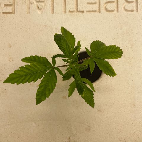Cbg  growlog photo: Weird curling started  on some plants 