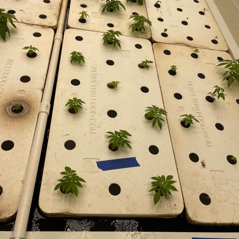 Cbg  growlog timeline photo