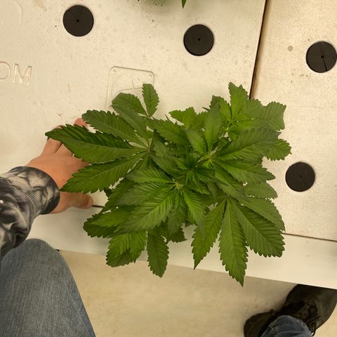 Cbg  growlog timeline photo