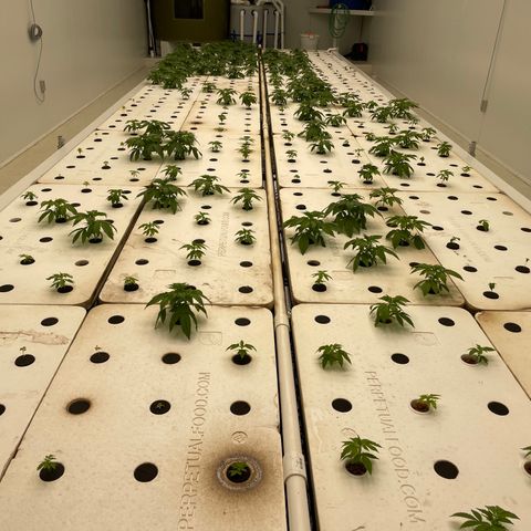 Cbg  growlog timeline photo