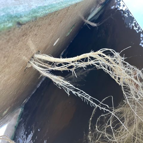 Cbg  growlog timeline photo