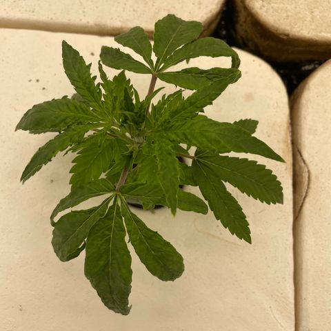 Cbg  growlog timeline photo