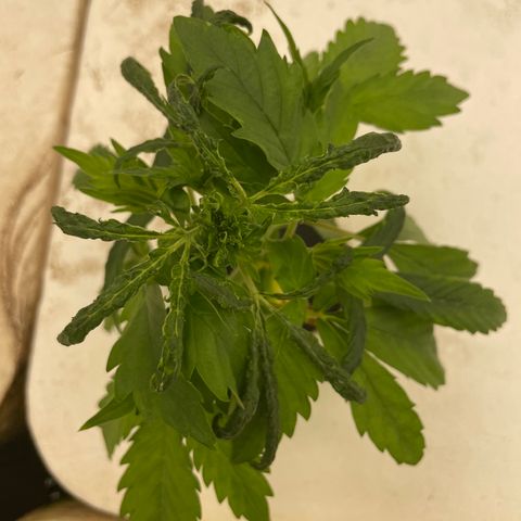Cbg  growlog timeline photo