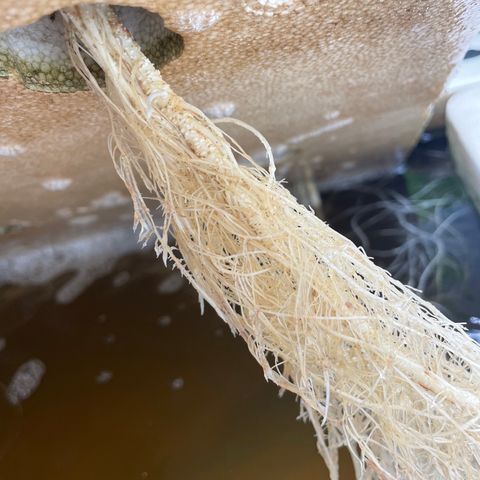 Cbg  growlog timeline photo