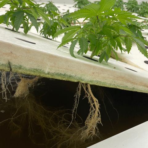 Cbg  growlog timeline photo