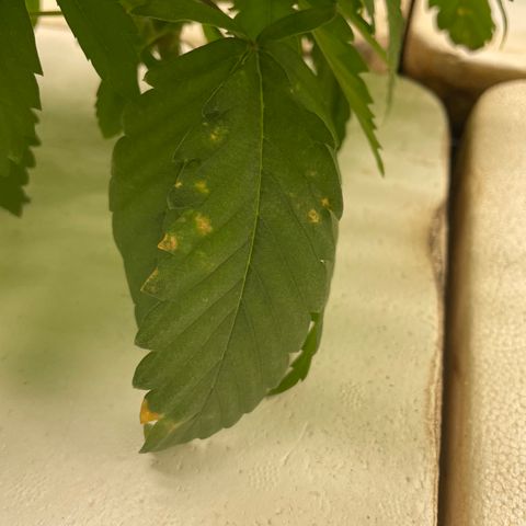 Cbg  growlog timeline photo