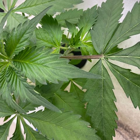 Cbg  growlog timeline photo