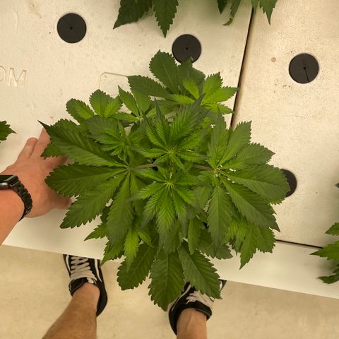 Cbg  growlog timeline photo
