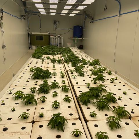 Cbg  growlog timeline photo