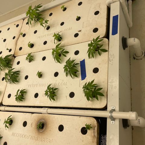 Cbg  growlog timeline photo