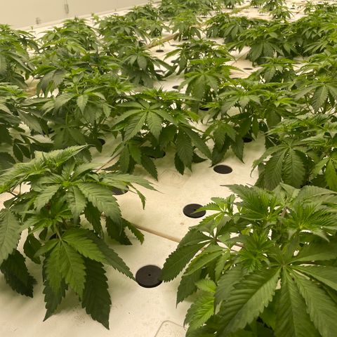 Cbg  growlog timeline photo