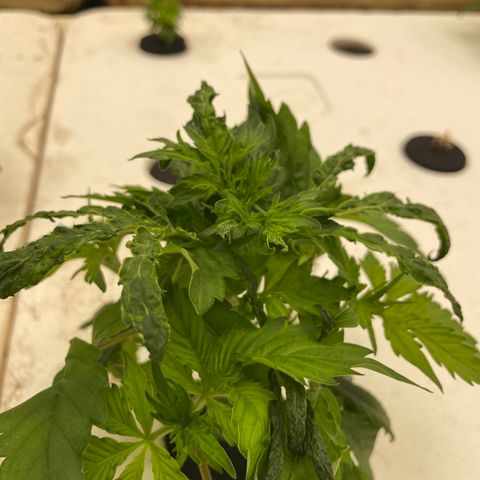 Cbg  growlog photo: Plants showing some yellowing weird curling persist 