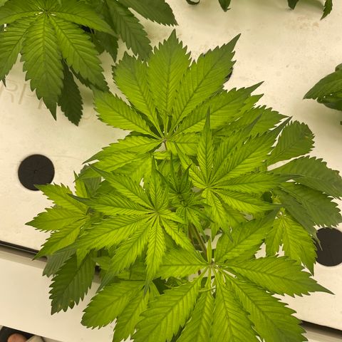 Cbg  growlog photo: Plants showing some yellowing weird curling persist 