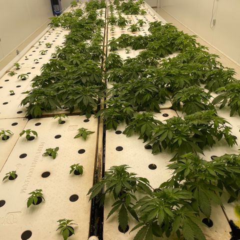 Cbg  growlog photo: Plants showing some yellowing weird curling persist 