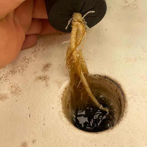 Cbg  growlog photo: Plants showing some yellowing weird curling persist 