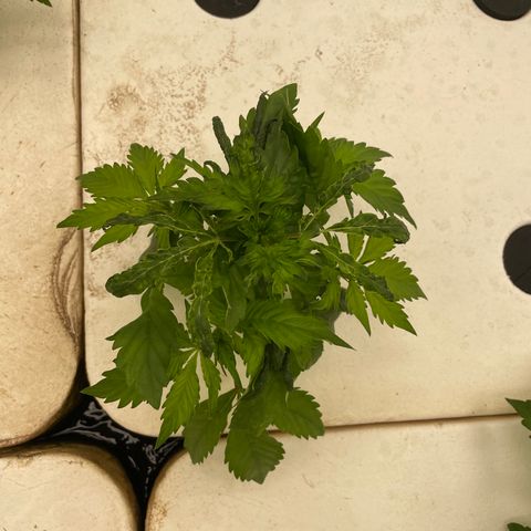 Cbg  growlog photo: Plants showing some yellowing weird curling persist 
