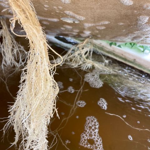 Cbg  growlog photo: Plants showing some yellowing weird curling persist 
