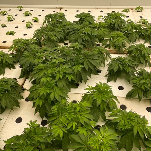Cbg  growlog photo: Plants showing some yellowing weird curling persist 