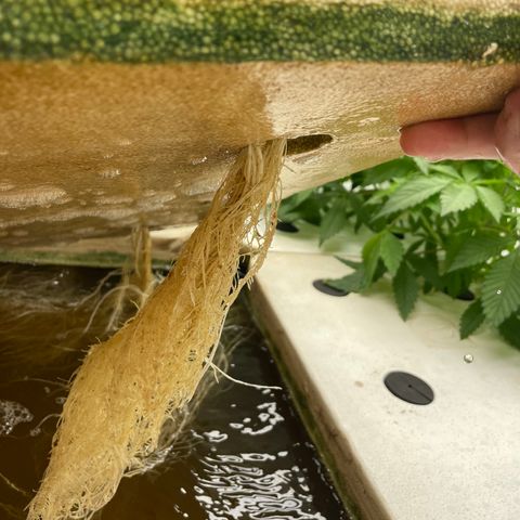 Cbg  growlog photo: Plants showing some yellowing weird curling persist 