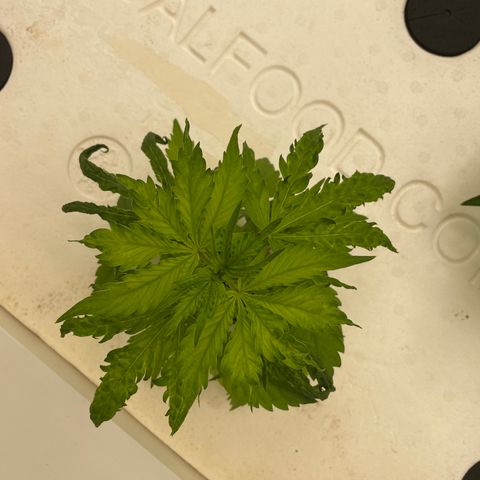 Cbg  growlog photo: Plants showing some yellowing weird curling persist 