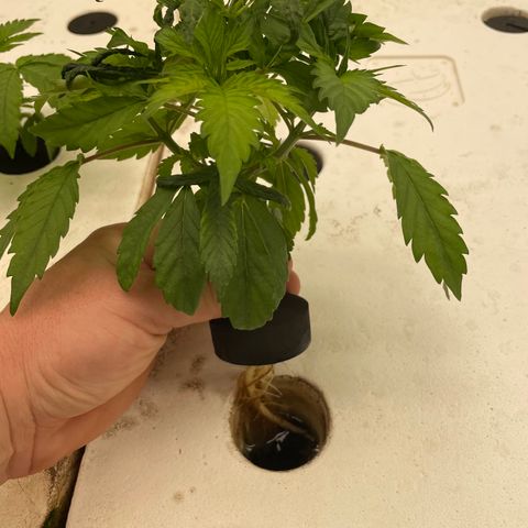 Cbg  growlog photo: Plants showing some yellowing weird curling persist 