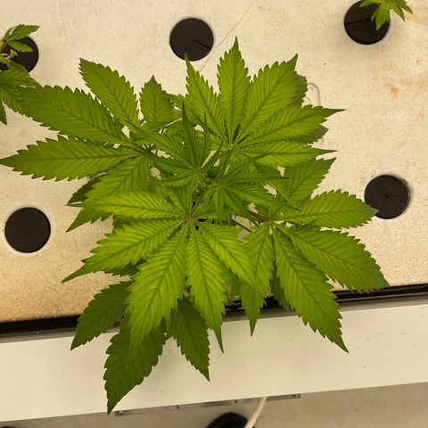 Cbg  growlog photo: Yellowing iron added 