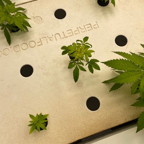 Cbg  growlog photo: Yellowing iron added 
