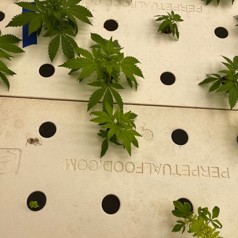 Cbg  growlog photo: Yellowing iron added 