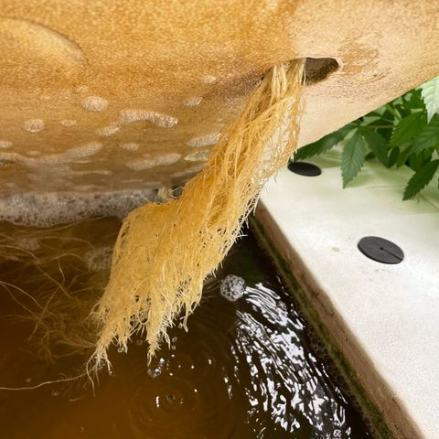 Cbg  growlog timeline photo