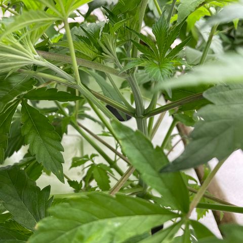Cbg  growlog timeline photo