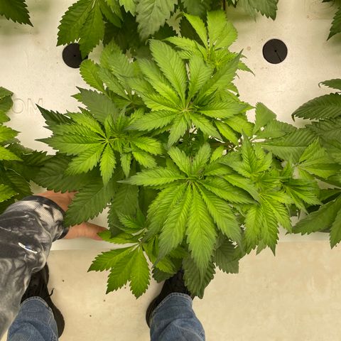 Cbg  growlog timeline photo