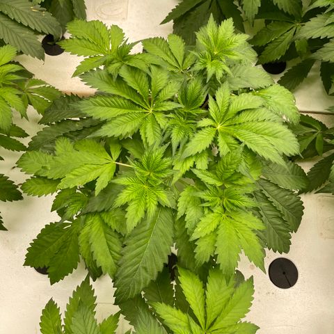 Cbg  growlog timeline photo