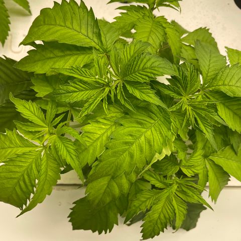 Cbg  growlog timeline photo