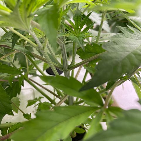 Cbg  growlog timeline photo