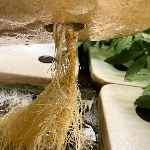 Cbg  growlog timeline photo