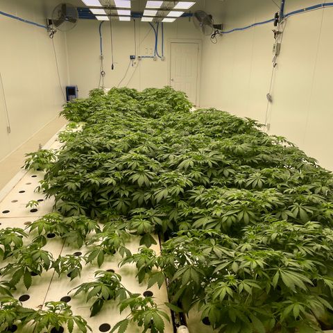 Cbg  growlog photo: Plants looking better ph still high trying to bring it down by mitrification process 