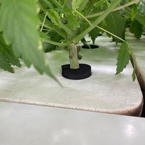 Cbg  growlog photo: Plants looking better ph still high trying to bring it down by mitrification process 