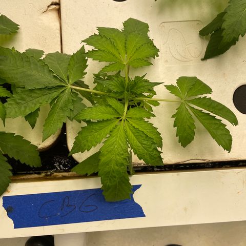 Cbg  growlog photo: Plants looking better ph still high trying to bring it down by mitrification process 