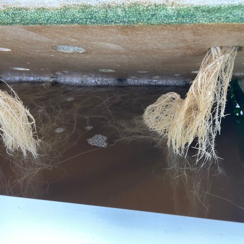 Cbg  growlog photo: Plants looking better ph still high trying to bring it down by mitrification process 