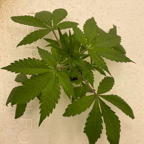 Lifter  growlog timeline photo